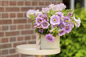 Petunia Tea Lilac Sun
